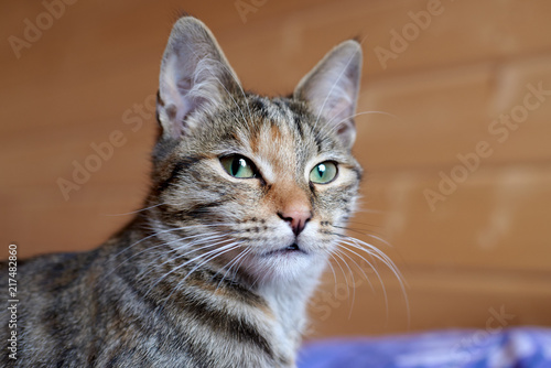 Portrait of a grey cat sitting on bed.