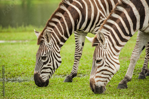 zebra closeup