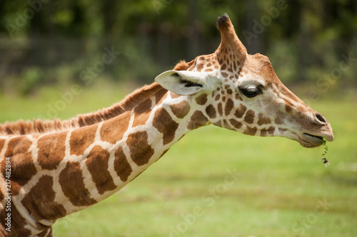 Photography giraffe profile