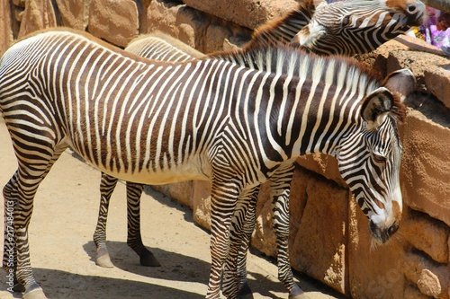 zebres dans leur enclos au zoo