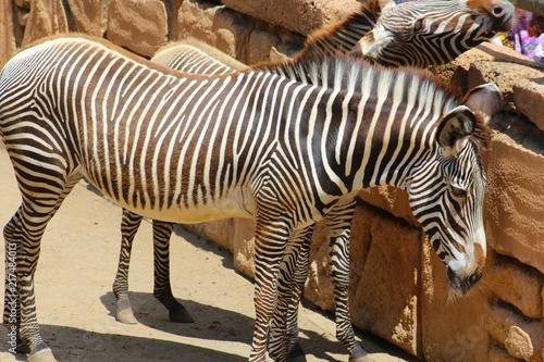 zebres dans leur enclos au zoo photo