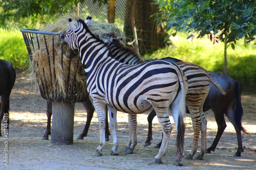 zebres dans leur enclos au zoo