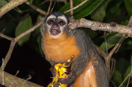 Canvas Print Azara's night monkey (Aotus azarae) feeding on bananas in a tourist lodge garden