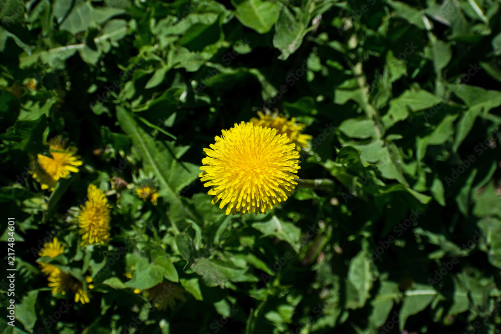 Field with yellow dandelions. Bright dandelions in the meadow. Field with yellow dandelions. Bright dandelions in the meadow.
