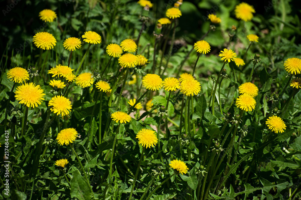 Field with yellow dandelions. Bright dandelions in the meadow. Field with yellow dandelions. Bright dandelions in the meadow.