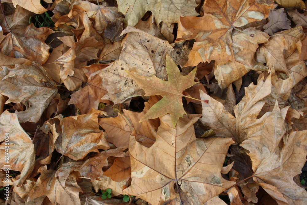 Fallen dry leaves of plane tree