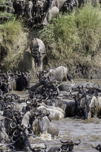 The migration of the gnoes crossing the Marariver in Tanzania photo