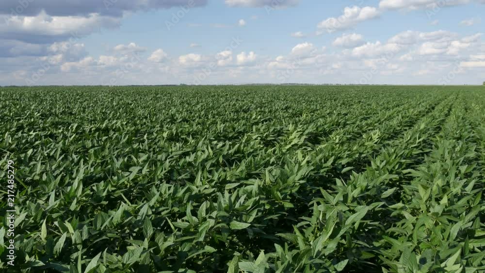 Agriculture, green cultivated soy bean plants in field with wind blowing Agriculture, green cultivated soy bean plants in field with wind blowing