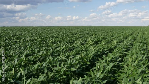 Agriculture, green cultivated soy bean plants in field with wind blowing