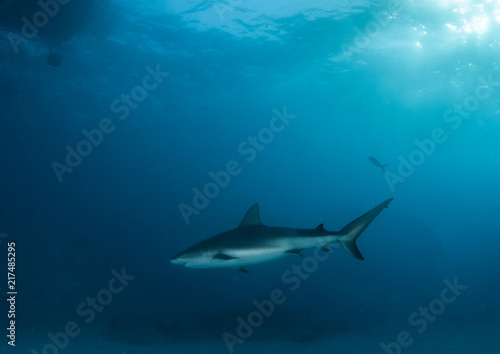 Caribbean reef shark at the Bahamas © Michael Bogner