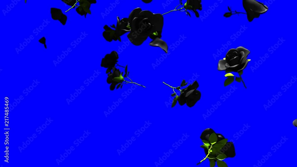 Falling Black Roses On Blue Chroma Key.3DCG render Animation. Stock ...