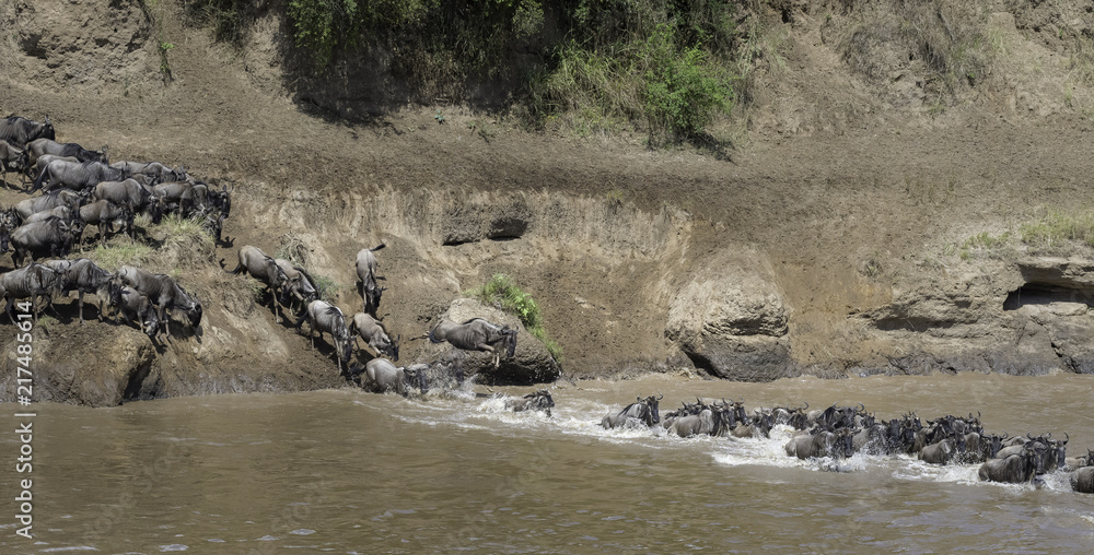 The migration of the gnoes crossing the Marariver in Tanzania