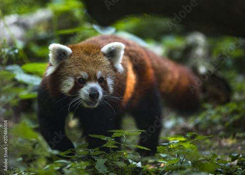 Red panda bear walking