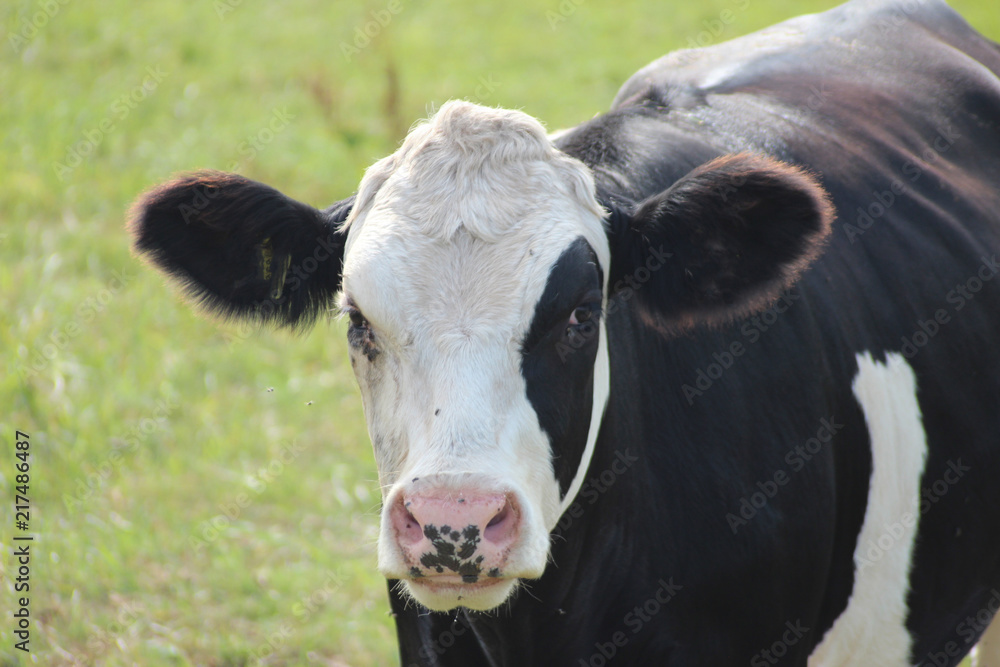 Black white Frysian cows on the meadows of Oldebroek in the Netherlands.