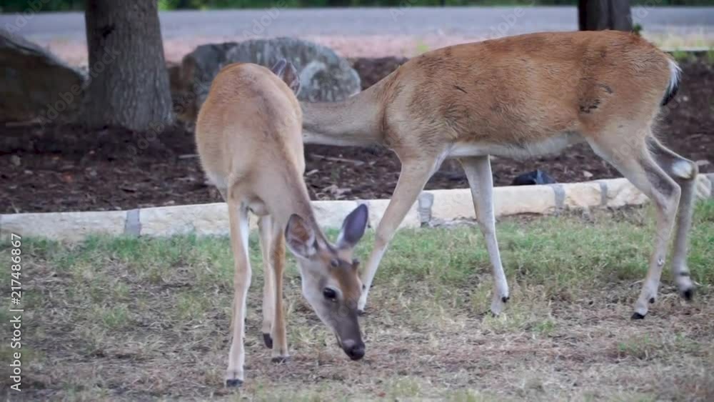 Whitetail deer eating corn out of a yard on a early Texas hill country morning. Whitetail deer eating corn out of a yard on a early Texas hill country morning.