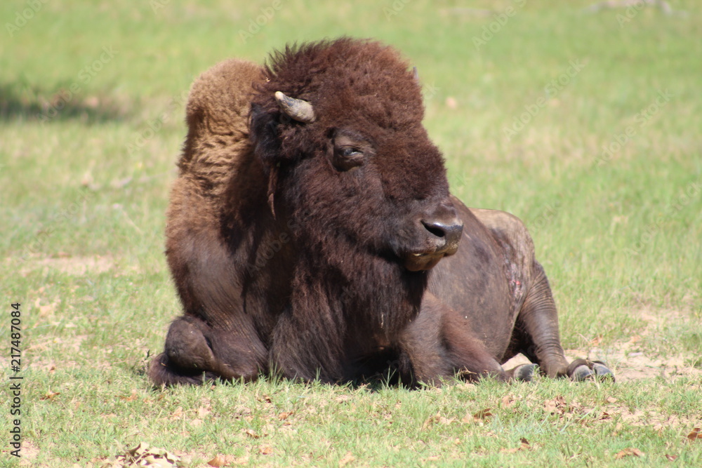 majestic american bison laying in grassy field majestic american bison laying in grassy field