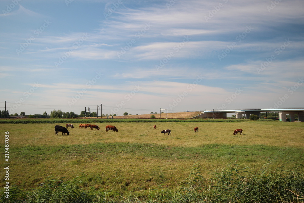 Fields and farms in the Zuidplaspolder in Moordrecht in the Netherlands.