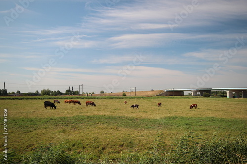 Fields and farms in the Zuidplaspolder in Moordrecht in the Netherlands.