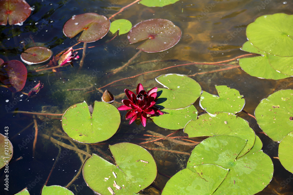 Large floating water lily flower with leaves and duckweed
Large floating water lily flower with leaves and duckweed