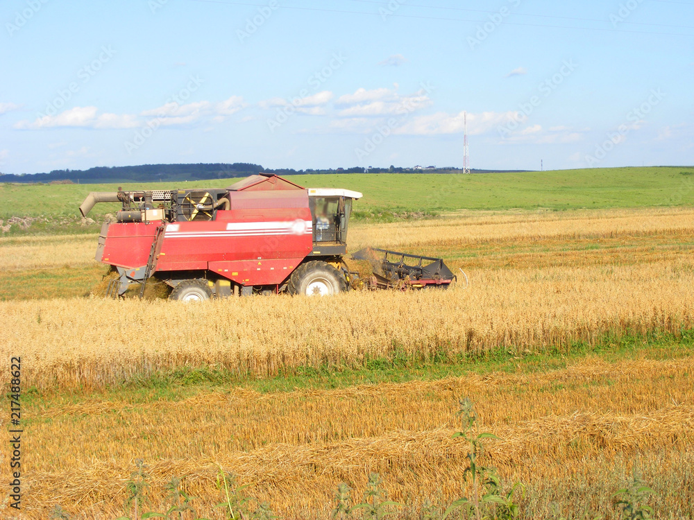 Fototapeta premium Modern combine harvester working on oats farm field under blue sky in hot summer day