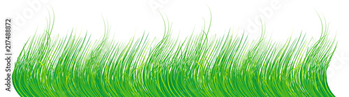 Grass on white background - vector