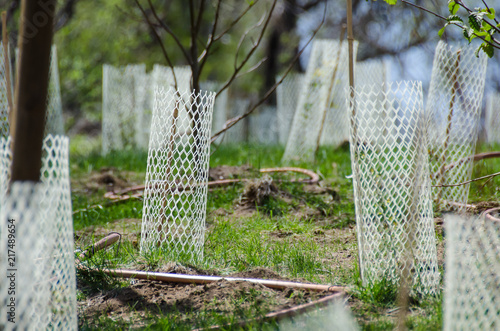 Garden Filled with Seedlings Protected by White Plastic Mesh Protector Tubes