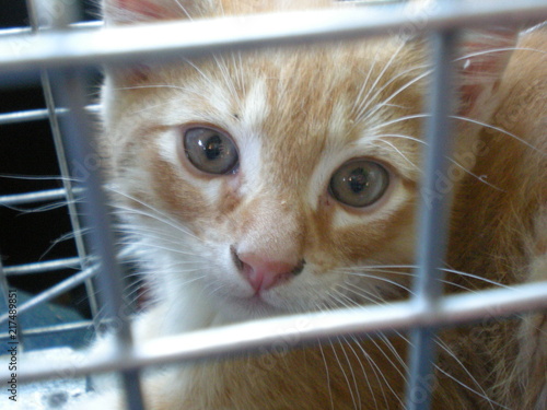 sweet orange and white kitten newly trapped still inside its cage 