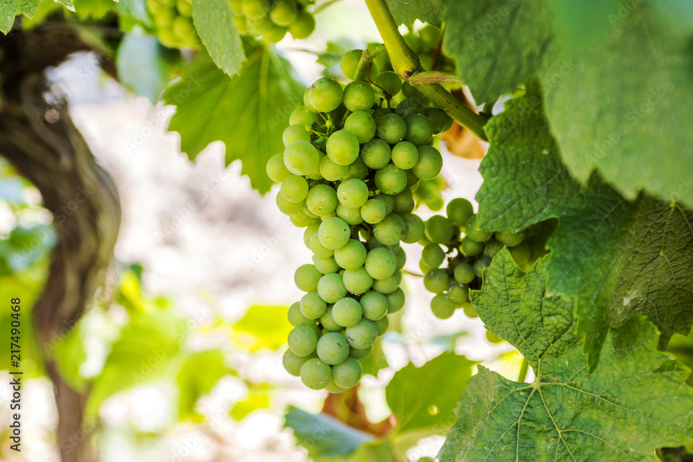 Young branch of grapes on the nature. Growing grapes in the vineyard. Growing wine for sale. Young grapes on the vine.