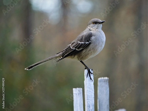 A single Mocking bird (Mimus polyglottos) perching on the white wooden fence on the blurry garden background, Winter in GA USA.