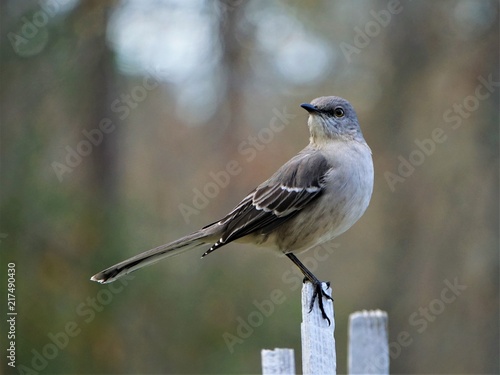 Photo A single Mocking bird (Mimus polyglottos) perching on the white wooden fence on the blurry garden background, Winter in GA USA