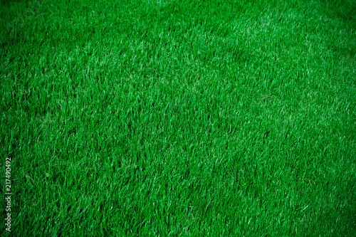 Magnificent background with freshly cut green grass. Vignetted background around the edges of the frame. Fresh cut lawn. An even green lawn. Smooth elite lawn grass field.