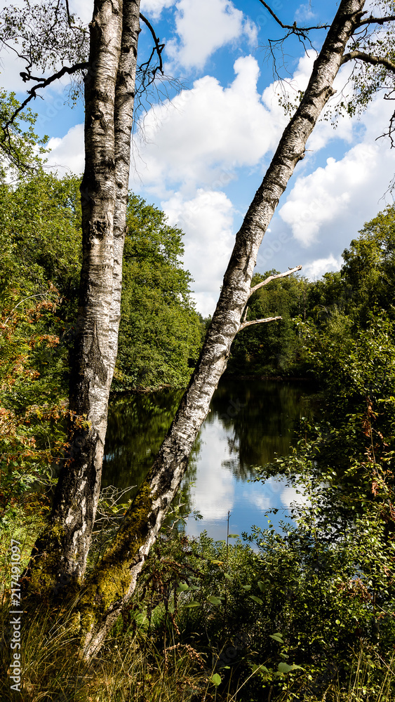 Obraz premium Forest lake