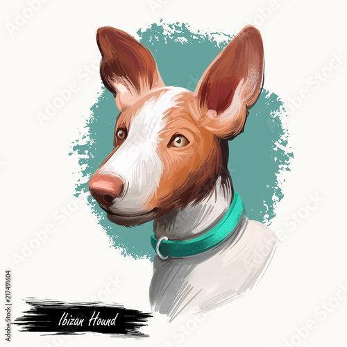 Canvas-taulu Ibizan Hound, Ibizan Warren Hound dog digital art illustration isolated on white background