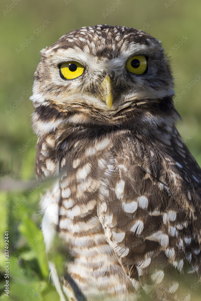 Coruja buraqueira - Owl Coruja buraqueira - Owl