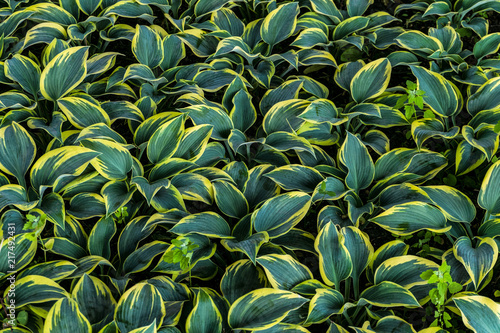 Fototapeta Naklejka Na Ścianę i Meble -  Hosta leaves background. Hosta - an ornamental plant for landscaping park and garden design. Lush green bushes.