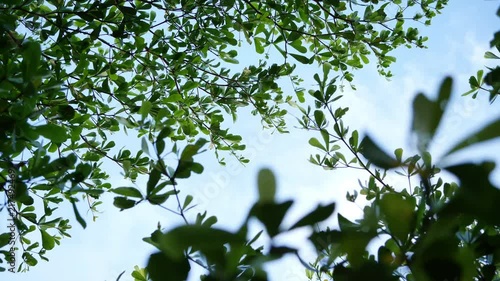 wind blowing leaf branches on green tree with blue sky background