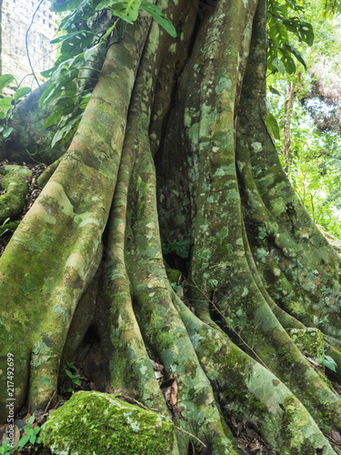 Giant green tree in the jungle