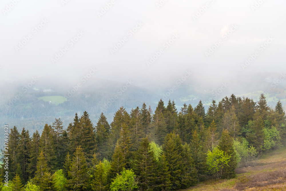 Nebeliger Tag im Schwarzwald