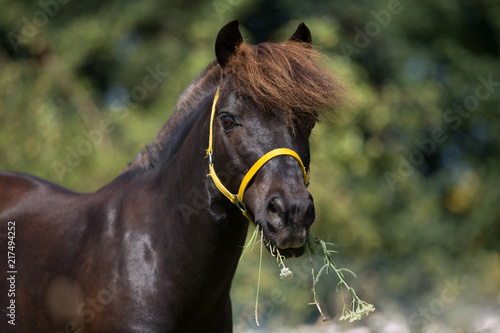Fototapeta Naklejka Na Ścianę i Meble -  Shetty im hohen Gras