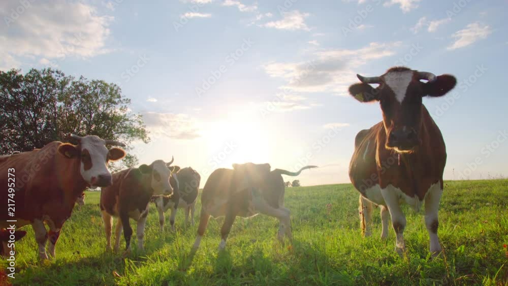 Curious cows in a meadow
