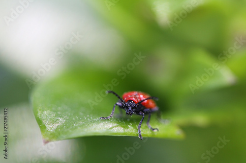 Lily Beetle © Kelly