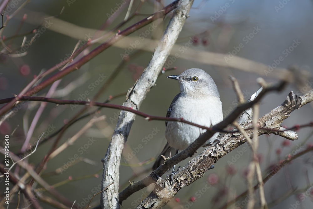 Northern mocking bird perched in treeless winter branches. Northern mocking bird perched in treeless winter branches.