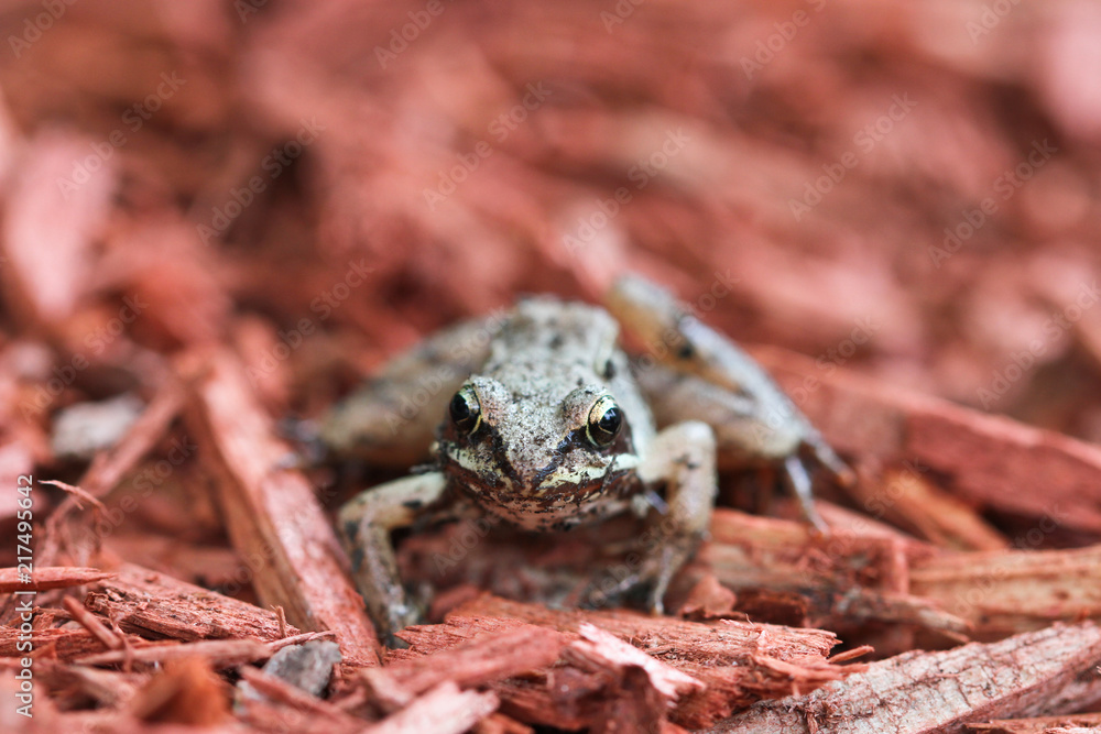 Obraz premium Toad