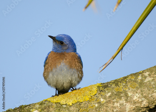 Bluebird perched on a branch.  Head cocked to the left.  Blue sky behine.