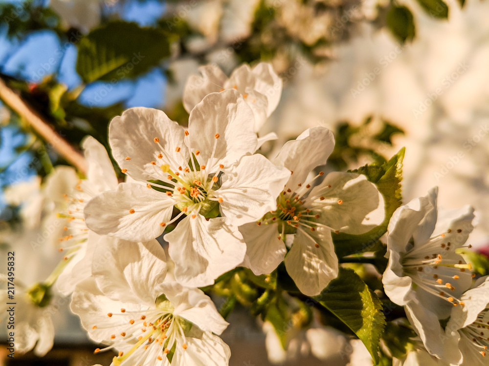 Fototapeta premium Kirschblüte