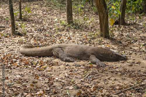 A mature Komodo Dragon rests its head on the forest floor on Komodo Island.