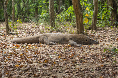 A low angle view of a komodo dragon resting its head on the ground on Komodo Island.