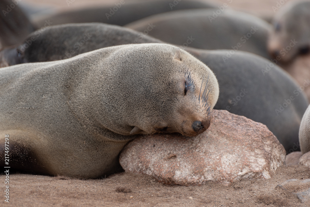 Fototapeta premium Tiered sleeping seal with head on rock