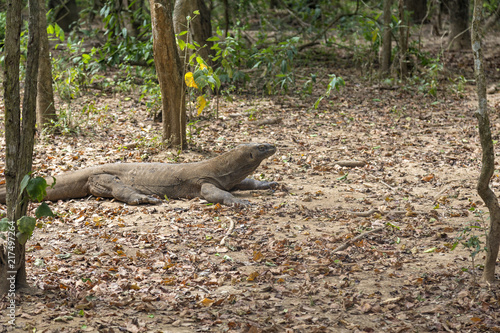 A Komodo Dragon with a raised head looking out at the forest floor in the Komodo National Park in Indonesia.