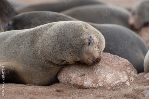 Tiered sleeping seal with head on rock